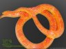 Fire - 